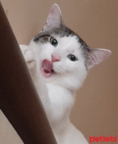Tekir Kedi, Kedi  Fiko fotoğrafı