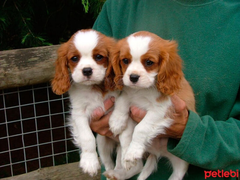 Cavalier King Charles Spanieli, Köpek  Goddes  fotoğrafı