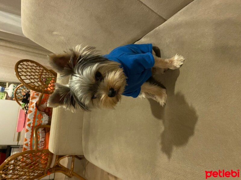 Yorkshire Terrier, Köpek  Carlos fotoğrafı