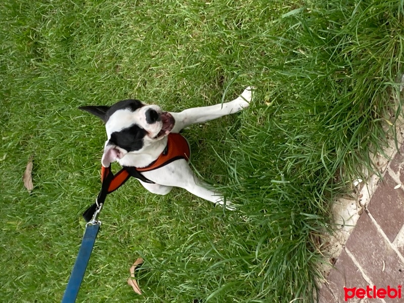 Fransız Bulldog, Köpek  Eyşan fotoğrafı