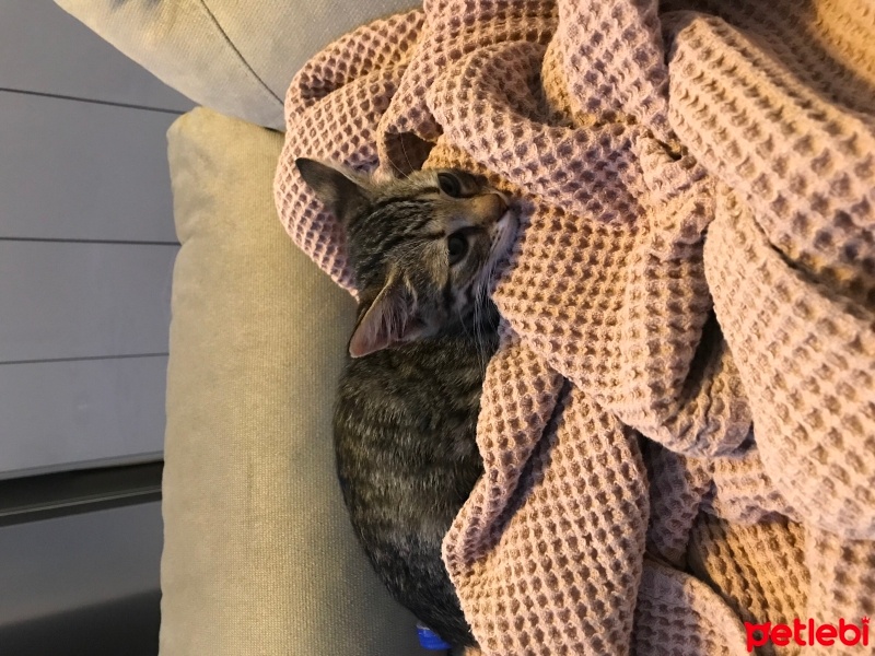 Tekir Kedi, Kedi  Mavi fotoğrafı