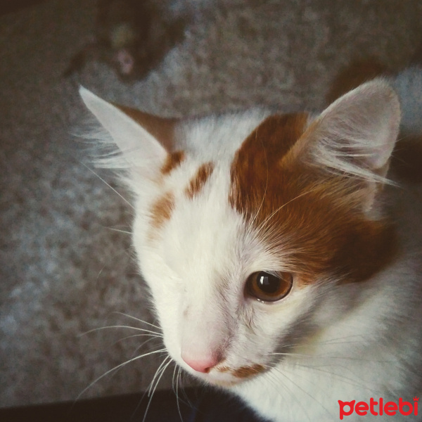 Tekir Kedi, Kedi  KORSAN fotoğrafı
