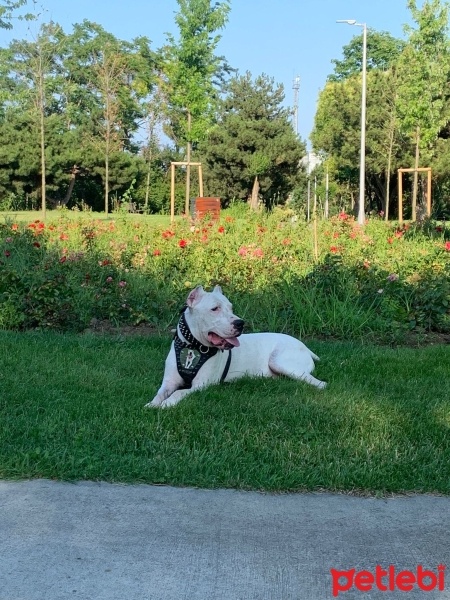 Dogo Arjantin, Köpek  Paşa fotoğrafı