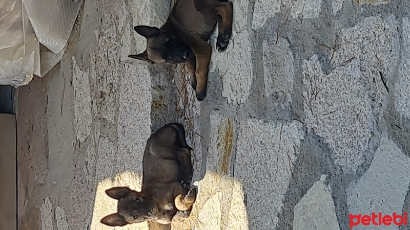 Belçika Malinois, Köpek  ATEŞ fotoğrafı