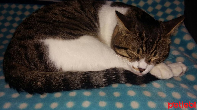 Soke, Kedi  Tarçın fotoğrafı