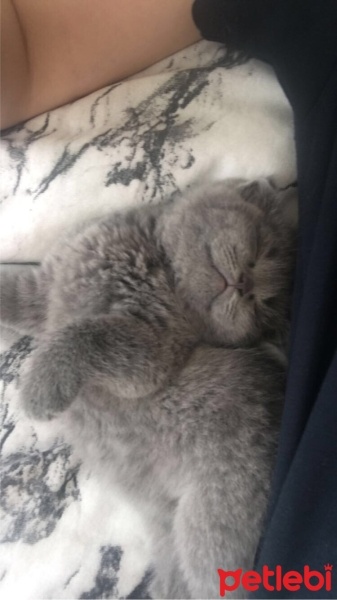 Scottish Fold, Kedi  Mia fotoğrafı