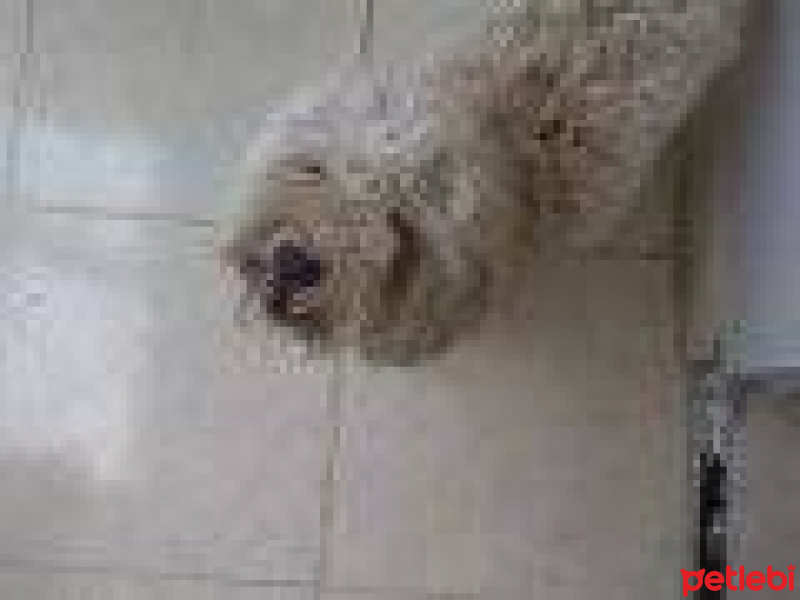 Maltese, Köpek  ayaz fotoğrafı