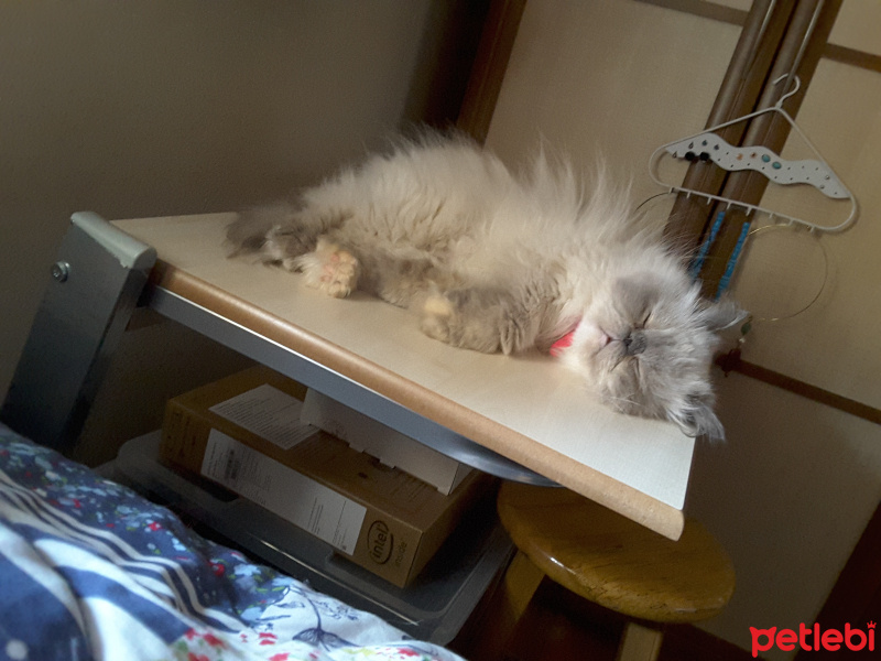 Himalayan, Kedi  Pamuk fotoğrafı