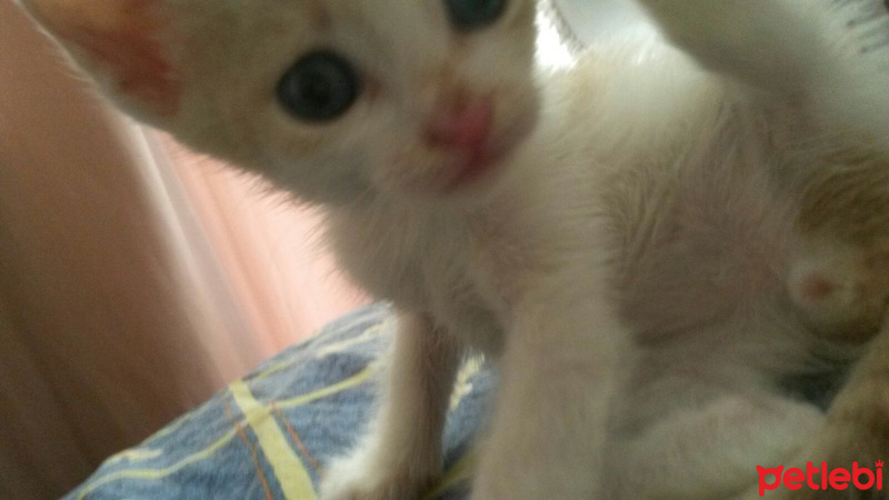 Tekir Kedi, Kedi  Tarçın  fotoğrafı