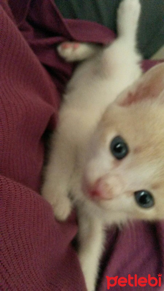 Tekir Kedi, Kedi  Tarçın  fotoğrafı