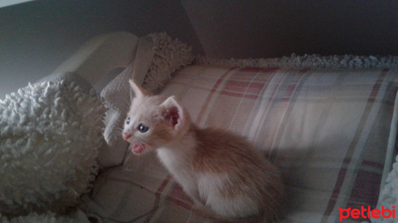 Tekir Kedi, Kedi  Tarçın  fotoğrafı