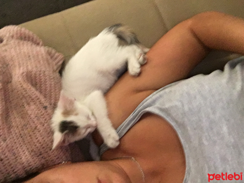 Tekir Kedi, Kedi  Miya fotoğrafı