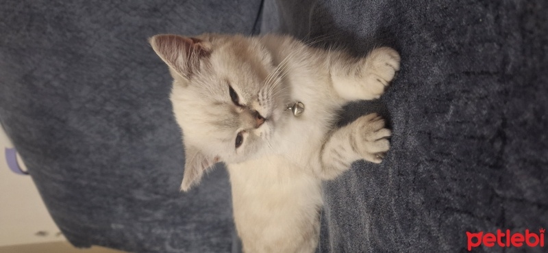 British Shorthair, Kedi  SütLaç fotoğrafı