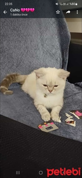 British Shorthair, Kedi  SütLaç fotoğrafı