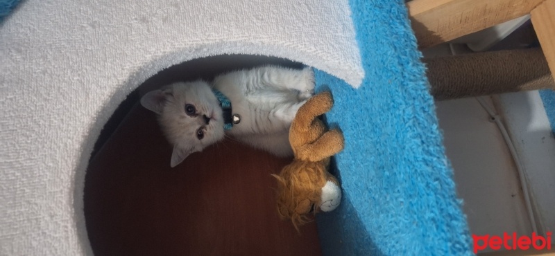 British Shorthair, Kedi  SaLep fotoğrafı