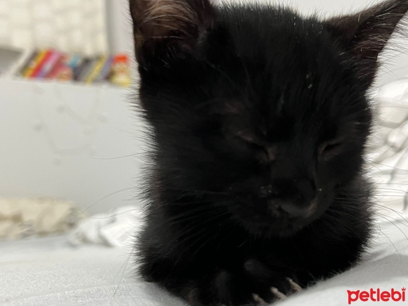 Bombay, Kedi  GECE fotoğrafı