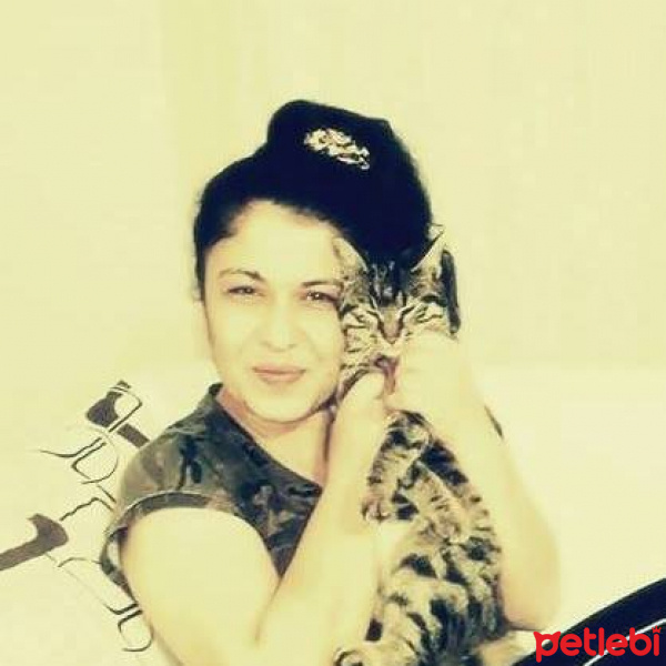 Tekir Kedi, Kedi  FISTIK fotoğrafı