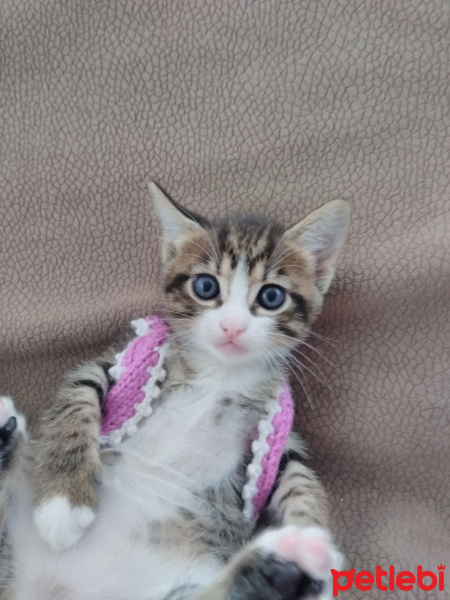 Tekir Kedi, Kedi  FISTIK fotoğrafı