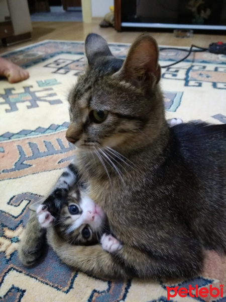 Tekir Kedi, Kedi  FISTIK fotoğrafı