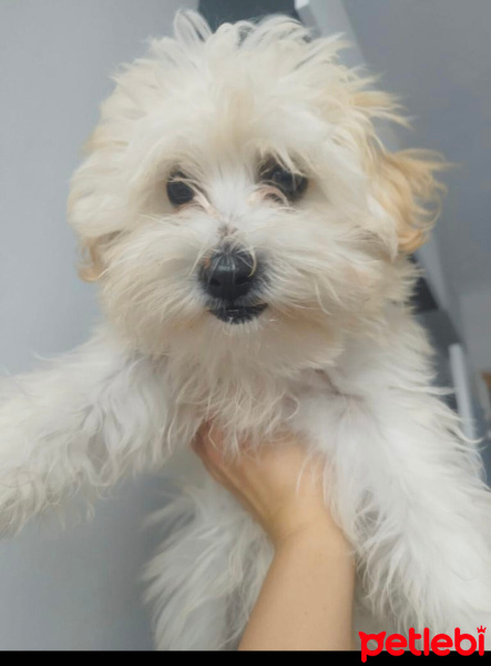 Maltese, Köpek  Sanslı fotoğrafı