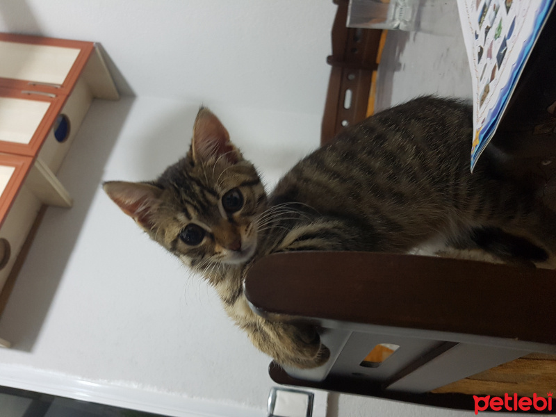 Tekir Kedi, Kedi  Poncik fotoğrafı