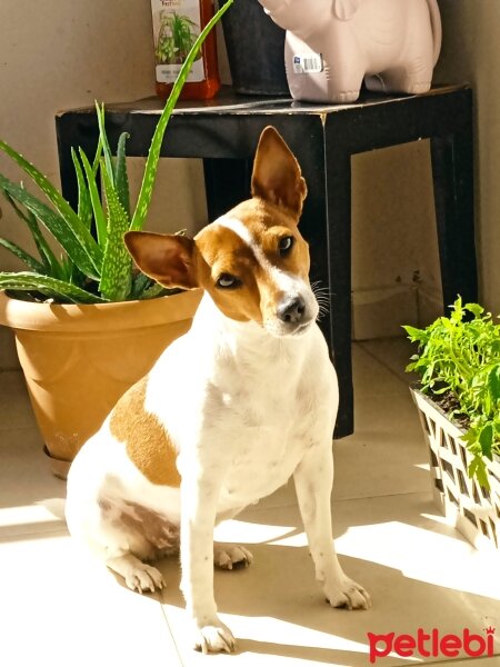 Jack Russell Terrier, Köpek  Zeyna fotoğrafı