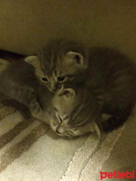 Scottish Fold, Kedi  Minis fotoğrafı