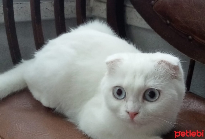 Scottish Fold, Kedi  Sütlaç fotoğrafı