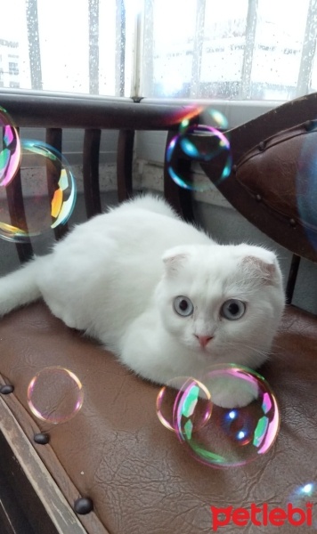 Scottish Fold, Kedi  Sütlaç fotoğrafı