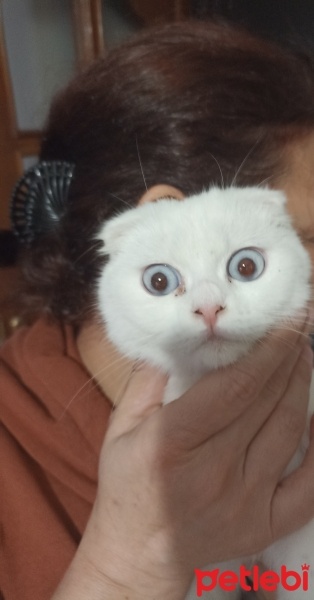 Scottish Fold, Kedi  Sütlaç fotoğrafı