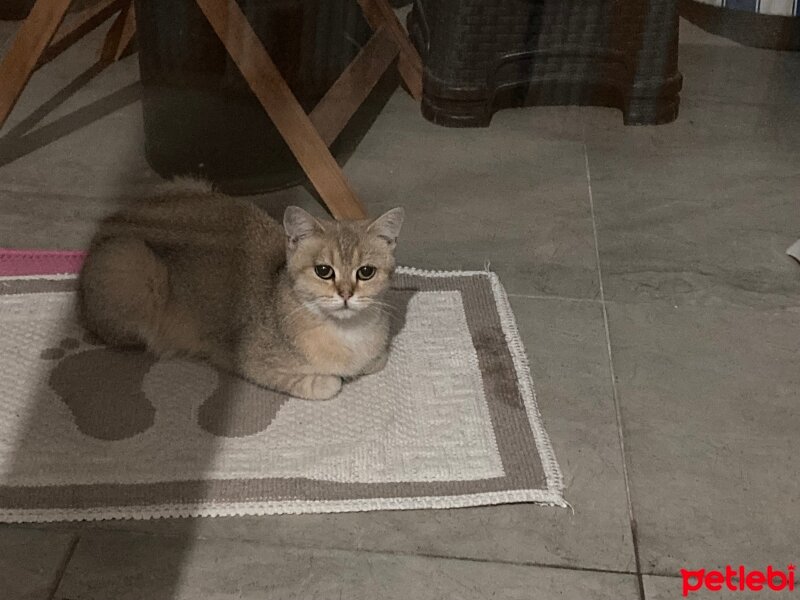 British Shorthair, Kedi  dişi golden brıtısh fotoğrafı