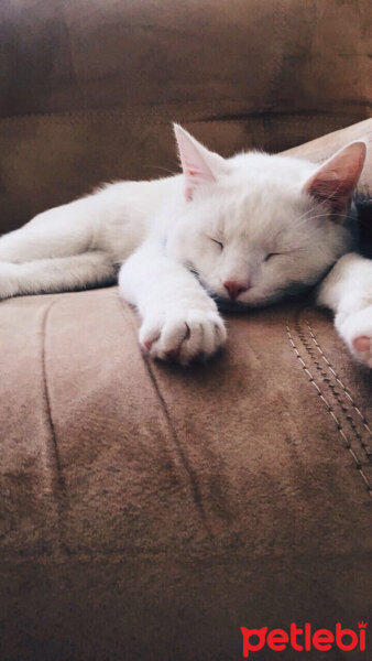 Ankara Kedisi, Kedi  Bulut fotoğrafı