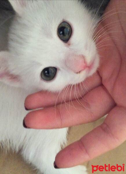 Ankara Kedisi, Kedi  Bulut fotoğrafı