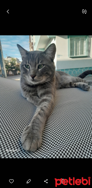 Tekir Kedi, Kedi  Duman fotoğrafı