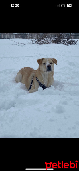 Labrador Retriever, Köpek  Mocha fotoğrafı