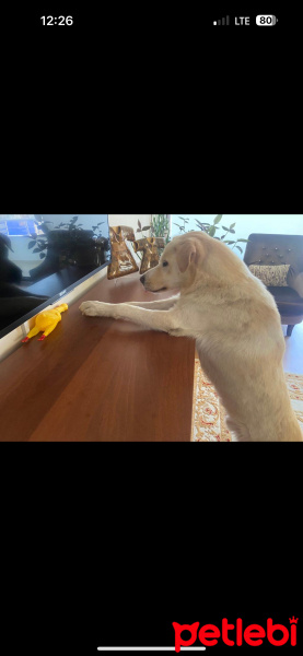 Labrador Retriever, Köpek  Mocha fotoğrafı