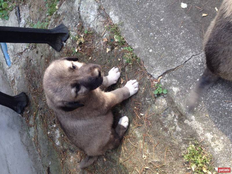 Kangal, Köpek  Dük fotoğrafı