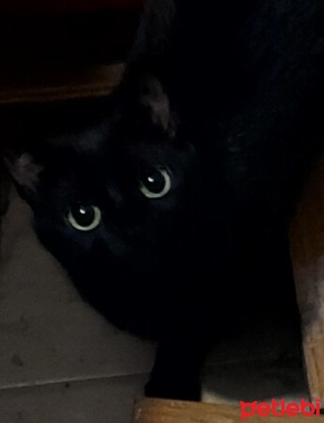 Tekir Kedi, Kedi  Prenses fotoğrafı