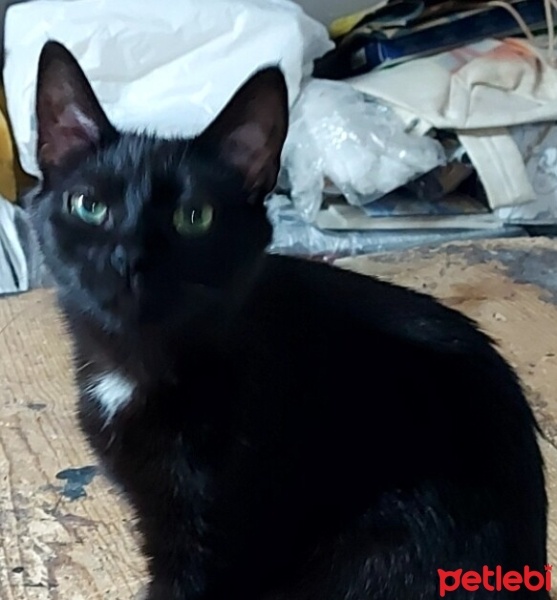 Tekir Kedi, Kedi  Nazlı fotoğrafı