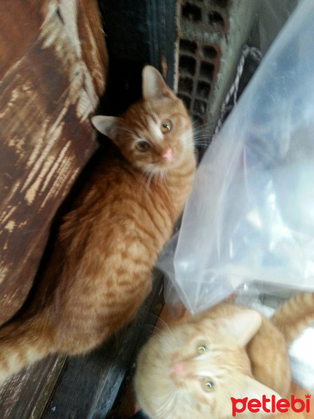  Kedi  Leyla fotoğrafı