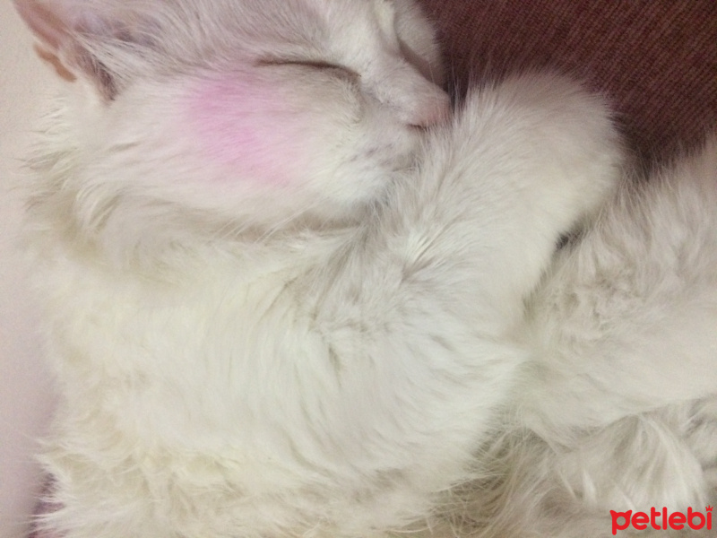 Van Kedisi, Kedi  malia  fotoğrafı