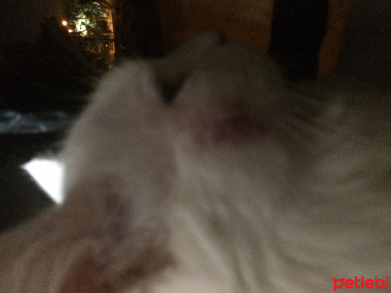 Van Kedisi, Kedi  malia  fotoğrafı