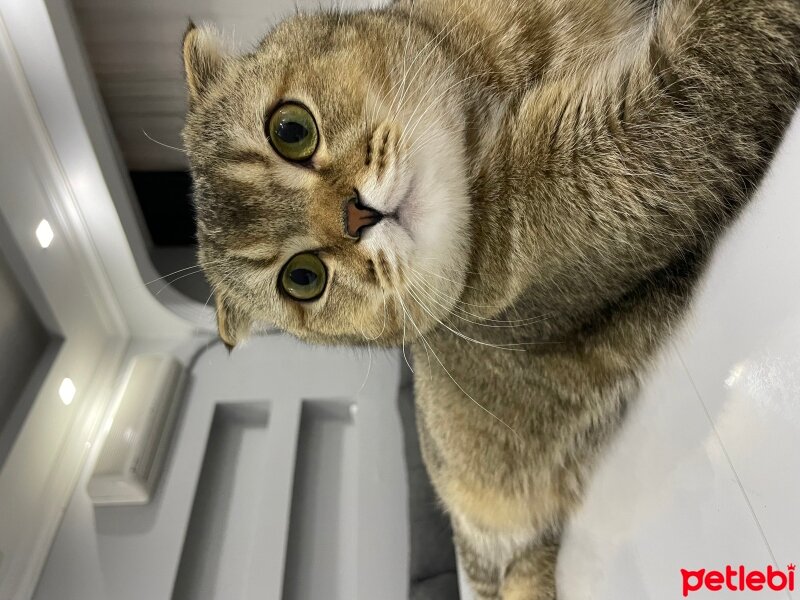 Scottish Fold, Kedi  Şakir fotoğrafı