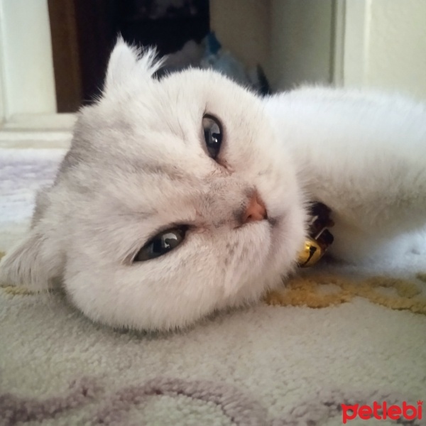 Scottish Fold, Kedi  Bulut fotoğrafı