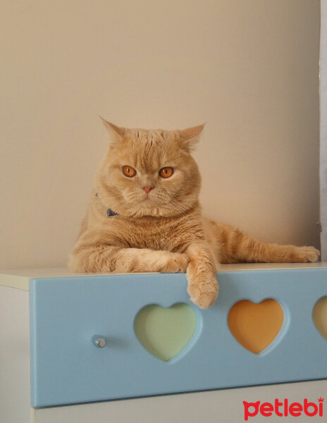 British Shorthair, Kedi  Sherlock fotoğrafı