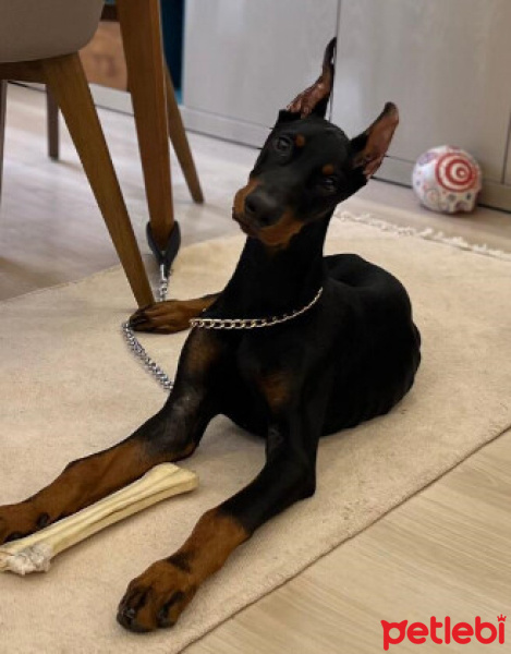 Doberman Pinscher, Köpek  ateş fotoğrafı