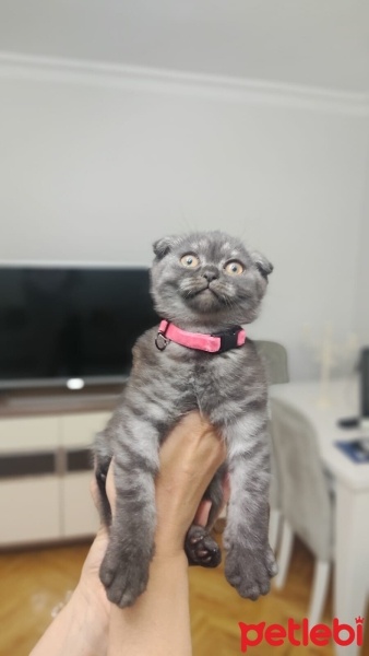Scottish Fold, Kedi  Duman ve Lianın bebekleri fotoğrafı