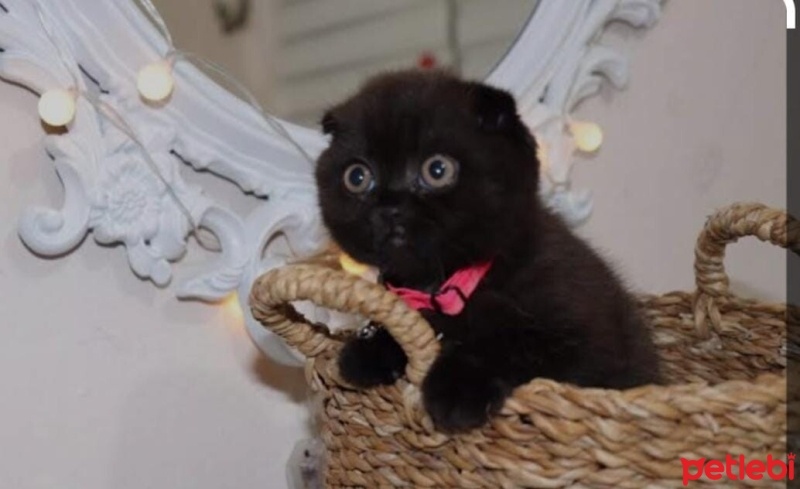 Scottish Fold, Kedi  Duman ve Lianın bebekleri fotoğrafı