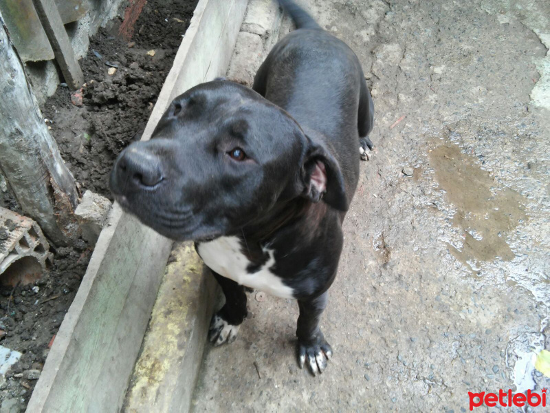 Amerikan Pitbull Terrier, Köpek  thor fotoğrafı