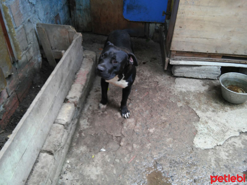 Amerikan Pitbull Terrier, Köpek  thor fotoğrafı